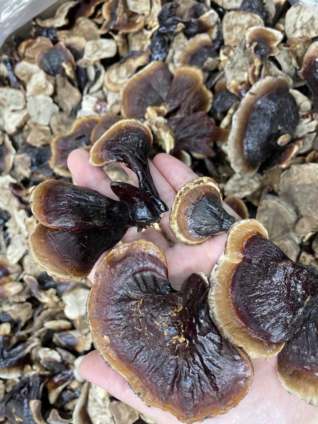 东北长白山金边小灵芝无柄林下灵芝整只泡水煲汤不苦灵芝