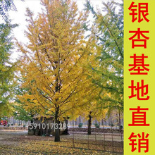 Їy֮l-Nֱ35yӘ l CRȫ 