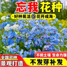 勿忘我花种四季易种花籽宿根多年生勿忘草庭院阳台盆栽花卉种籽子