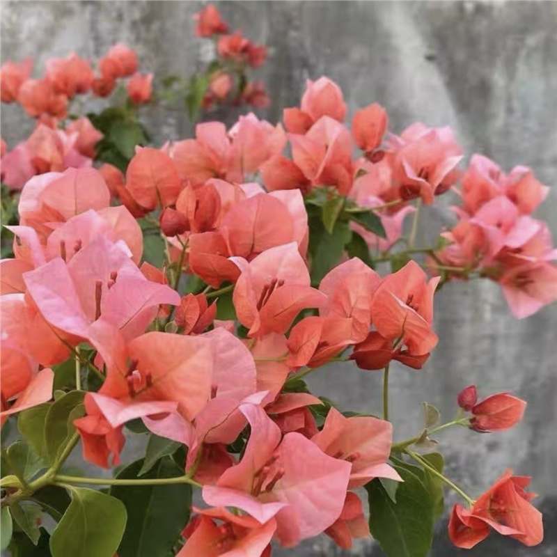 Ciruela triangular planta en maceta nueva variedad de flores de flores de rosa balcón patio aire purificado cuatro estaciones flores bonsai
