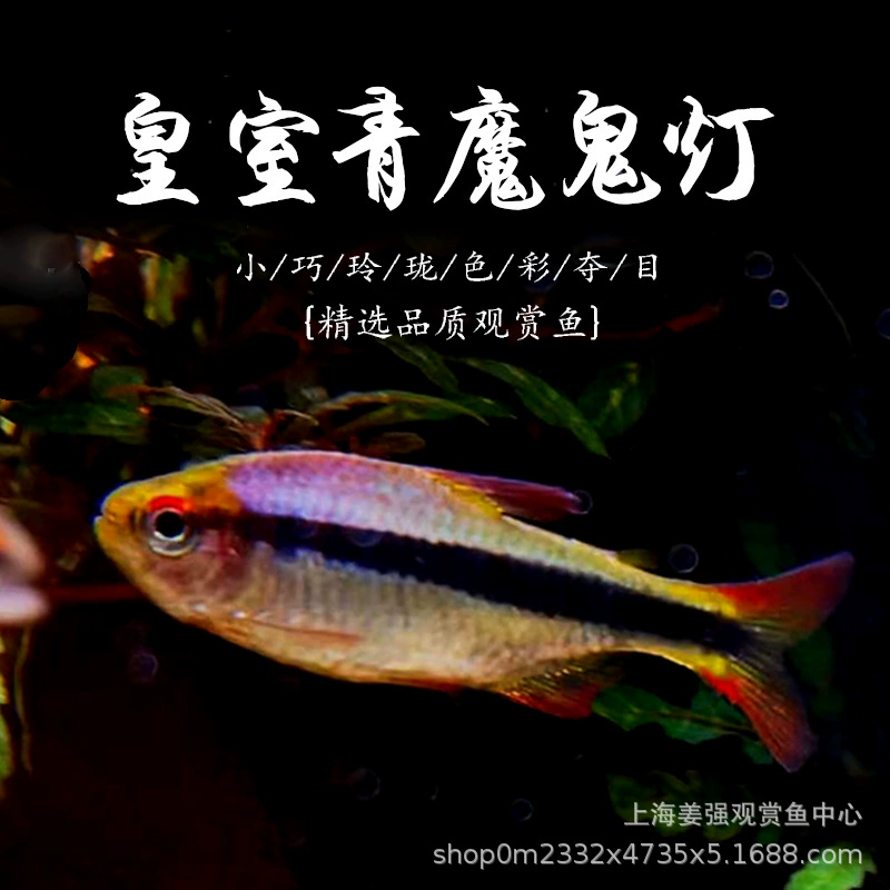 Королевский зеленый дьявол лампа рыба тропическая рыба резервуар для травы групповой Тур высококачественный южноамериканский травяной аквариум редкое живое домашнее животное оптом