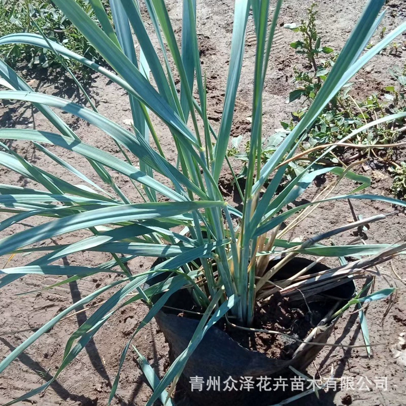 Синий Bingmai многолетних озеленения травы пшеницы, как растения Синие листья Цинчжоу посадки базы синий Bingmai