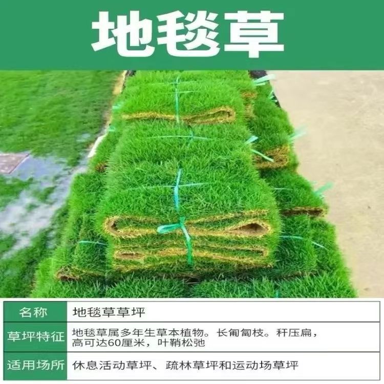 인기 추천(카펫*잔디) 핫한 스타일은 밟기에 강함) 6214+