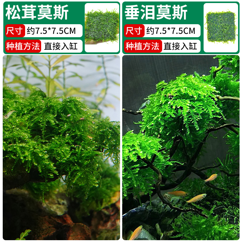 송이버섯이끼 + 눈물이끼 [클래식 조합]❤훌륭한 가치]