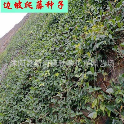 Семена кудзу жуткий триум Mauffia Mauffynga большой наклон фасоли Шахта зеленая защита склона альпинистские семена растений