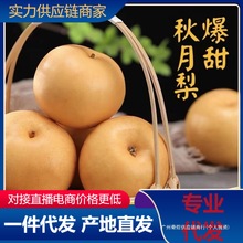 正宗山东秋月梨新鲜水果当季莱阳梨子冰糖梨对接电商直播产地直发
