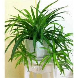 盆栽;灌木;乔木