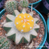 Direct supply of the base ｜ Sun Ball Flower Fairy Basin Plant House Flower Green Plant succulent plants resistance transportation