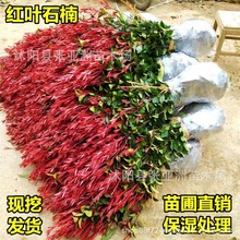 红叶石楠树苗 四季常青庭院绿化苗木 火焰红围墙篱笆苗工程小苗球