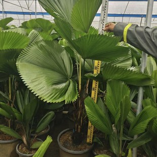 2411 Base Wholesale Round Leaf Palm 1- 2m High Suitable for Indoor Placement Evergreen Potted Round Leaf Palm