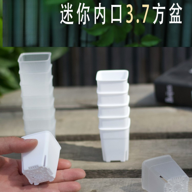 3.7c m迷你多肉塑料方盆拇指控根肉锥生石花盆育苗播种整理浸水盘