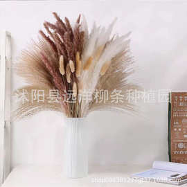 天然小芦苇蒲苇干花真花永生花拂尘兔尾草家居亚马逊跨境花束装饰