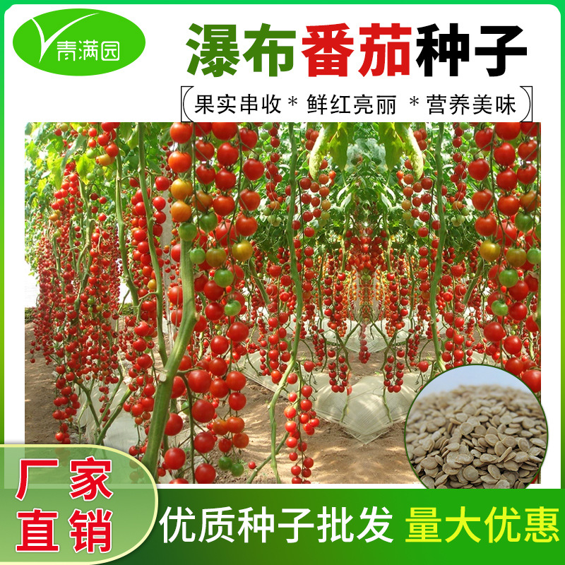 批发瀑布小番茄种子红圣女果种籽四季阳台农田菜园蔬菜西红柿种子