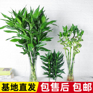 ���F��ˮ��ֲ�����Ի��ܾGֲ�҃Ȼ��͏dˮ�B�G�}�͏d�Gֲ�D�\��