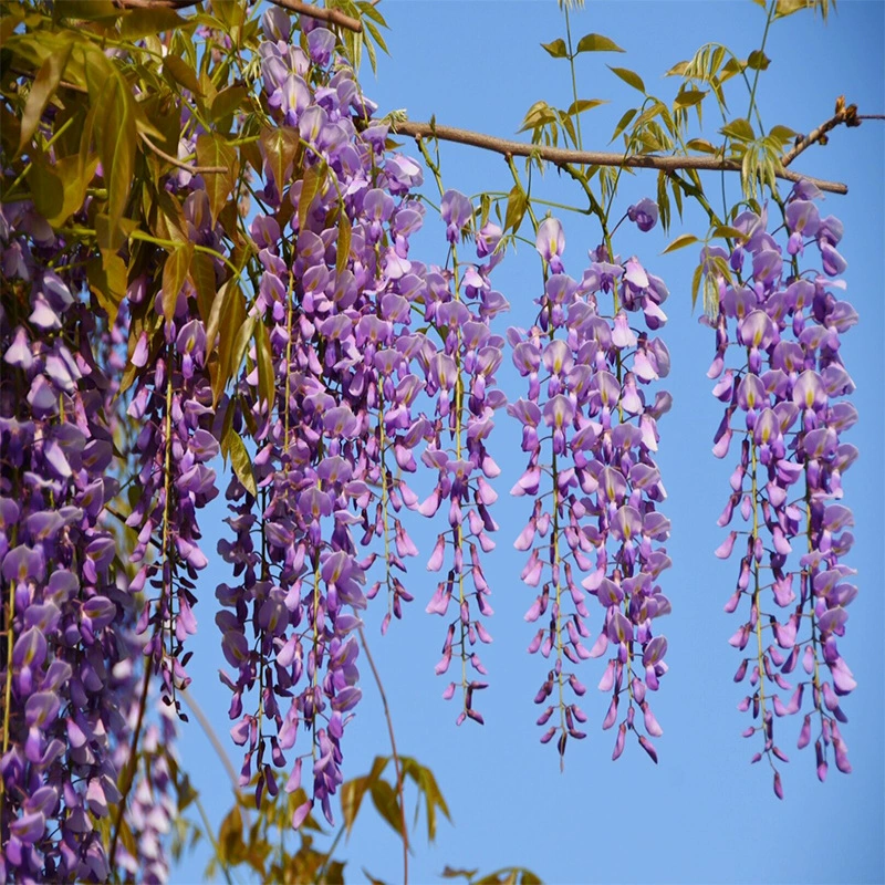 Глициния цветок чашка рассада мешок рассада Чжу Тэн Чжао Доу Тэн Сычуань Чэнду Ландшафтный проект рассада лоза