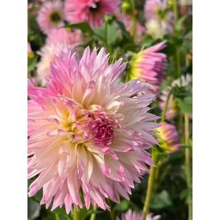 Dahlia Seed Bulbs, Sweet Potato Flower Bulbs, Four-Season Flowering Perennial Indoor Courtyard Balcony Flower Potted Plants