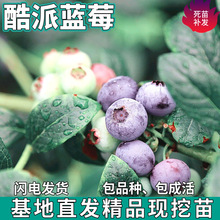 һl{ݮͥԺ̨ϱNֲ玧