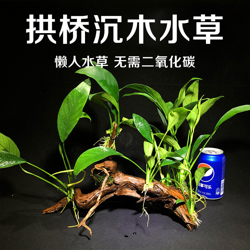 Lazy Water Banyan Sunken Wood Arch Bridge Negative Grass Carp Tank Landscaping Live Aquatic Plant Moss Danish Banyan Soilless Freshwater Plant Lazy Water Banyan Sunken Wood Arch Bridge Negative Grass Carp Tank Landscaping Live Aquatic Plant Moss Danish Banyan Soilless Freshwater Plant