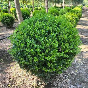 Small-Leaf Melon Seed Boxwood Ball Saplings for Villa Courtyards, Cold-Resistant, Evergreen for All Seasons, Suitable for Planting in Both Northern and Southern Regions as Hedge Plants