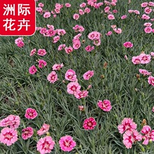 �������l�ʺ�ʯ��  ���ʯ�� �Wʯ��  ����ʯ�� ���l���N�ر��ݻ�