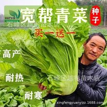 宽帮青菜种子耐寒高产腌渍泡菜春秋季四川特色芥菜种子