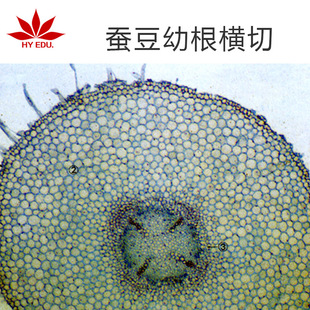 Broad Bean Juvenile Horizontal-Cut Microscope Supporting Biological Sliced Glass Material with Clear Image