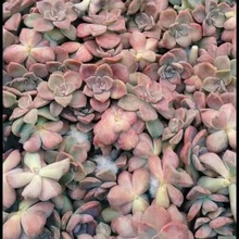 ������^��ؔ�����ֲ���Ϙ��ҵ��¿���P�Ϙ�ˮ���Ҳ���������