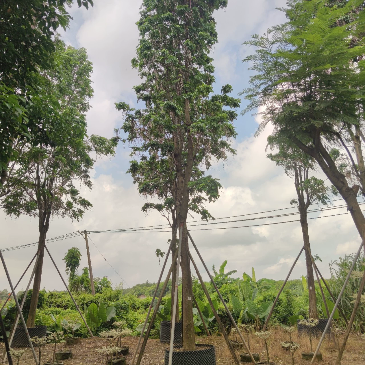 2307 питомник поставляет хайнаньские бобы 15-20 см