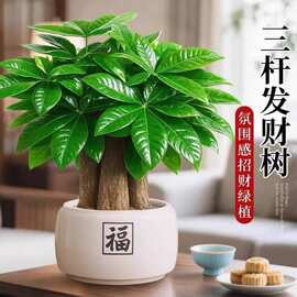 桌面四季招财发财树盆栽中式禅意植物旺宅办公室绿植客厅室内盆景