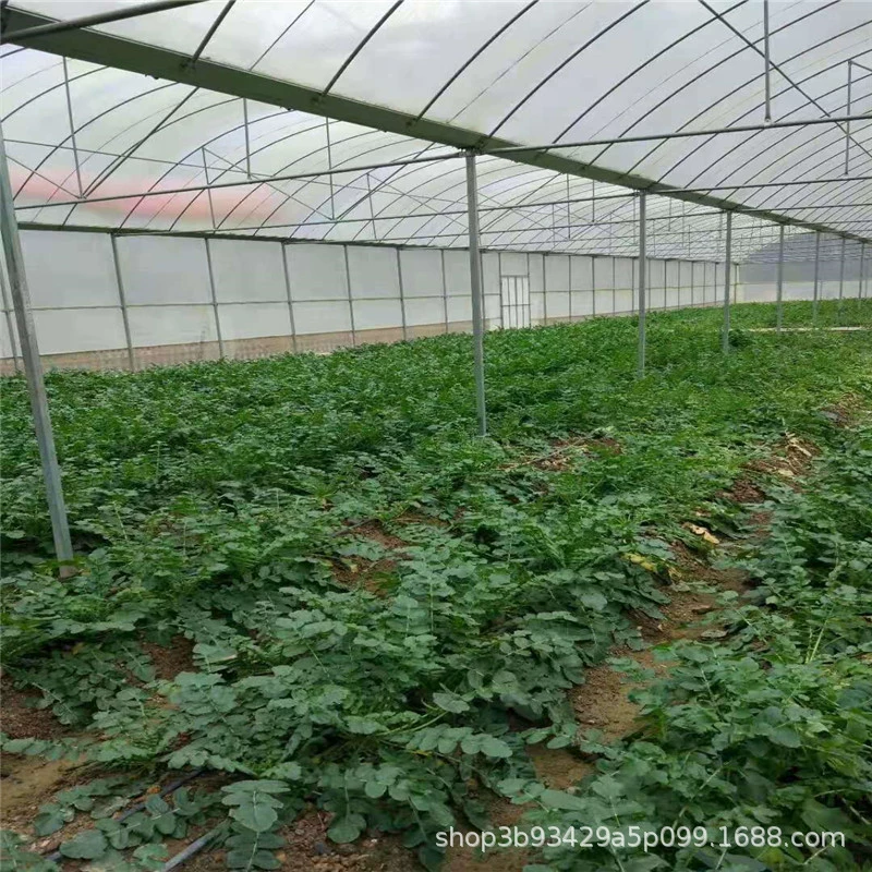 Цельная умная теплица, подключенная к теплице, внешним оттенком, внутренним оттенком, рассады овощей, цветочных растений, посадки фруктов и овощей.