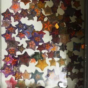 "Starfish Live Wholesale" the Patrick Star Raised at Home Is Alive!