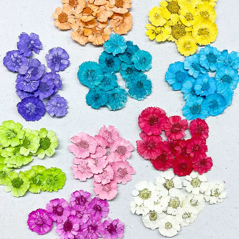 批发植物花朵干花压花染色小邹菊diy干花材料包美妆手机滴胶押花