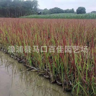 Colorful Ornamental Origin Seedlings Perennial Herb Baijia Horticulture Height 20-30 Blood Grass