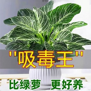 Platinum Diamond Potted Green Dill Indoor Plants Florals and Green Plants Hydroponic Evergreen Succulent New House Home Suction Wholesale