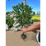 庭院绿化树苗海桐树大杯苗四季常青气味芳香绿植物围墙绿篱笆围墙