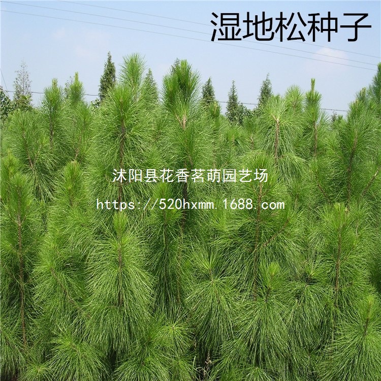 散装新采湿地松种子松树种子枞树优质乔木种子林木种子湿地松种籽