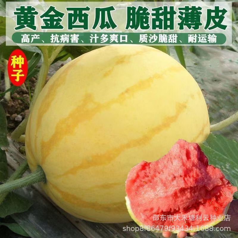Four-Season High-Yielding Yellow-Skinned Red-Heart Golden Unicorn Watermelon Seeds, Early-Maturing and High-Yielding Yellow-Skinned Red-Fleshed Super-Sweet Thin-Skinned Fruit Four-Season High-Yielding Yellow-Skinned Red-Heart Golden Unicorn Watermelon Seeds, Early-Maturing and High-Yielding Yellow-Skinned Red-Fleshed Super-Sweet Thin-Skinned Fruit