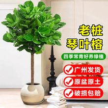 ~ſ͏dGֲk҃Ϙ~Ƥֲļ՚