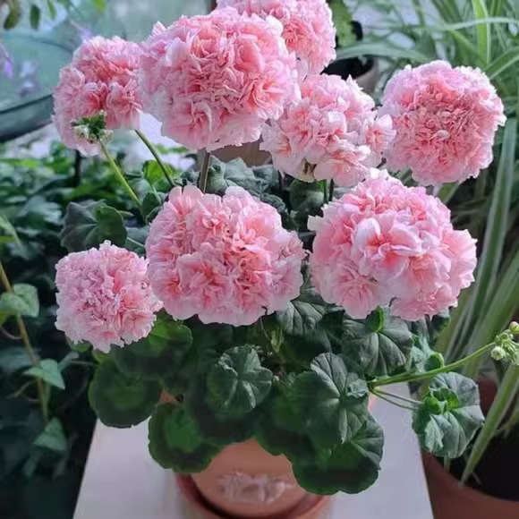Double-Flowered Geranium Seeds, Seedlings for Year-Round Planting, Flowering Indoor and Outdoor Hydrangea Seeds, Potted Flower Seeds