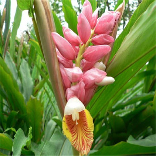 �G�~�Gɽ����e��ͥԺ�Gֲ���Բ��~�� �߼y���� �����~�����绨��