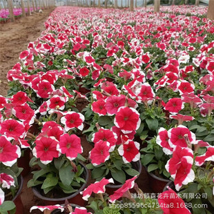 Qingzhou Base Petunia Potted Morning Glory Hanging Dance Spring Flower Balcony Flower All Year Round Single Petal Morning Glory