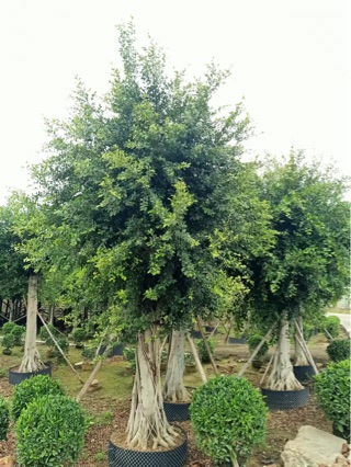 小叶榕 米径26公分