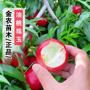 �޽�������Ʒ�N�������Ҙ����5����������������ͥԺ�ϱ����Nֲ