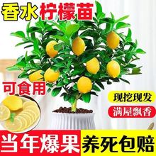 香水柠檬树苗盆栽带果室内室外结果无籽四季柠檬苗食用柠檬树果苗