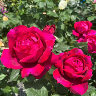 Dropshipping Janis Rose Flower Seedlings Potted Balcony Courtyard Red Flower Fragrant Four-Season Rose Plant