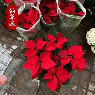 Red-Leaf Poinsettia Potted Plant with Florals, Four-Season Red Plant, Indoor Flower, Living Room, Easy to Grow, Easy to Survive, Green Plant, New Year's Eve Flower