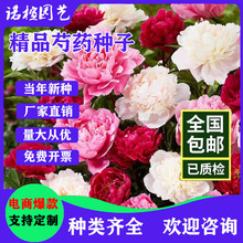 ��ș�N���ļ��_���׻��҃��⻨������ͥԺِĵ���ذ���ș���ѷN��