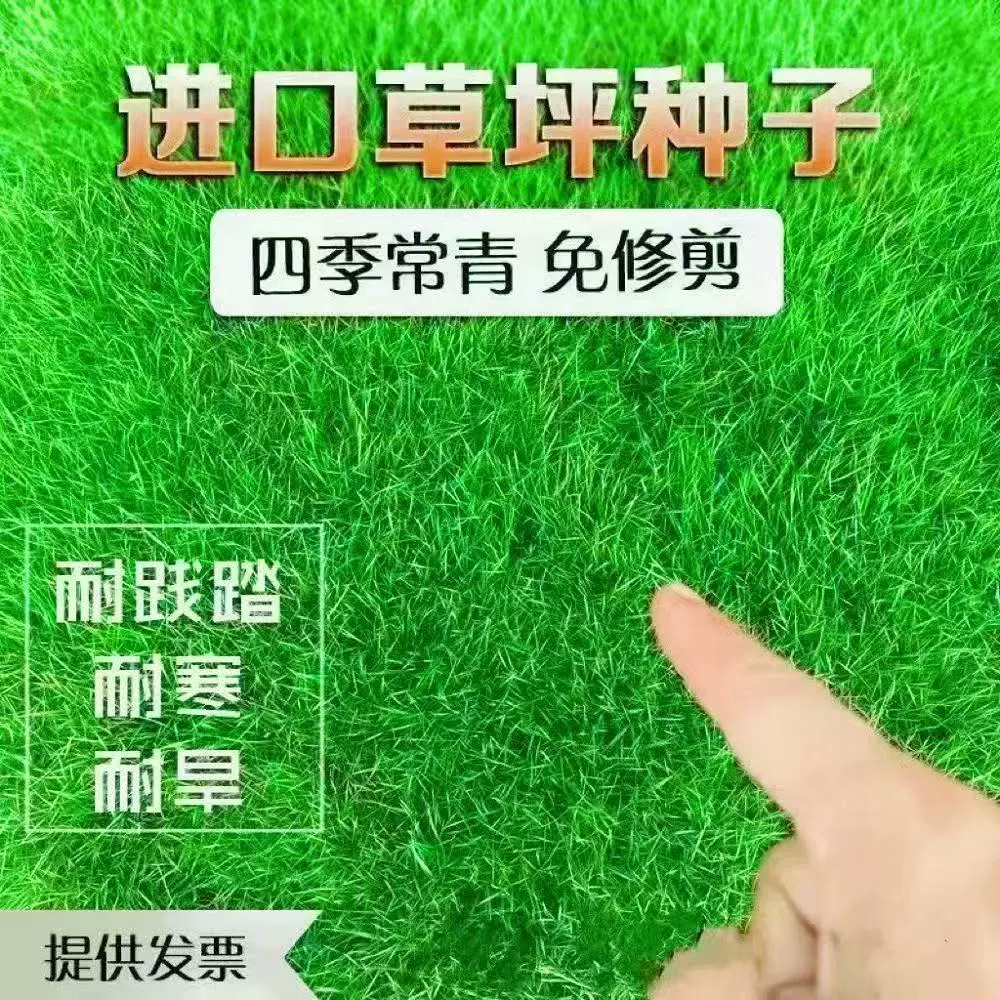 Смесь семян бермудской травы, четырехсезонная зеленая трава («собачий зуб»), высоковолонообразная трава, раннеосенняя трава, многолетние семена ржавки для газона.