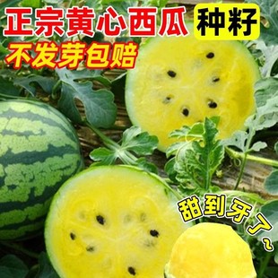 ���P�����ϷN���S�t��С���ϷNˮ���N��ԭ�b�ļ��߲˷N�Ӵ�ȫ���l