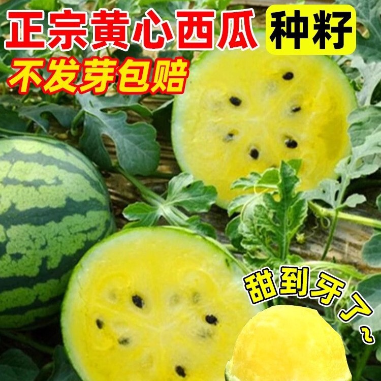 Golden Phoenix Watermelon Seeds Yellow Red Jade Small Watermelon Seeds Fruit Seeds Original Four Seasons Vegetable Seeds Wholesale Golden Phoenix Watermelon Seeds Yellow Red Jade Small Watermelon Seeds Fruit Seeds Original Four Seasons Vegetable Seeds Wholesale